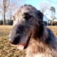 Deerhound 4