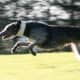 Deerhound 7