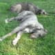 Deerhound 3