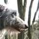 Deerhound 6