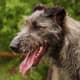 Deerhound 2