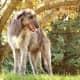 Deerhound 8