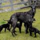 Deerhound 9