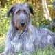 Deerhound 1