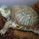 Box Turtle in shelter