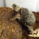 box turtle climbing hut