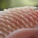 Goldfish with Dropsy