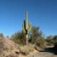 Saguaro cactus and desert views around Quartzsite, AZ