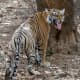 best-tiger-reserves-in-india