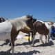 The horses take over the beach sometimes.