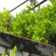 Old orange trees