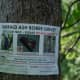 Emerald Ash Borer control effort, please do not disturb