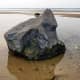 Glacial erratic in Red Creek, Hampton Bays, NY, US, 2009. Visit link for more info on this ventifact.
