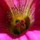 The dark veining on this petunia provides beauty that is often overlooked unless magnified.
