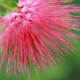 The hairs of the Mimosa are each clearly defined in this image. A flower this beautiful probably never has a bad hair day. Macrophotography allows you to see the little dots of color on the ends.