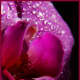 Be sure and look at the water droplets on this image, especially the perfectly circular drops resting in the heart of this flower.