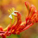 The furry texture of this Kangaroo Paw (Prometheus) is more easily seen through the use of macrophotography.