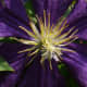 Purple Clematis: Notice the delicate stamens and the dark blue veining of the petals.
