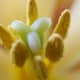 Look at the detail of the pollen grains!