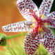 The Toad Lily blooms for a very short period of time in the spring. The spots on its petals make for a very interesting appearance that can appreciated so much more when observed in an enlarged image such as this one.