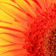 Gerbera Daisy: Look at all the different lines, colors and textures that are enhanced by light.