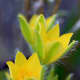 The hairy foliage of this Hypoxis glabella is easily seen with a little highlight from the sun and using macrophotography.