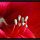 The stamens in this Amaryllis are crowned with pollen.