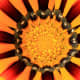 The center of a Gazania always flashes a pinwheel of colors. This close-up shows just how intricately these colors are arranged.