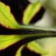 The underside of a black and yellow Petunia is accented with tiny hairs when viewed through macrophotography.