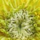 The center of the Zinnia looks like an alien maw with appendages ready to pull you in for digestion.