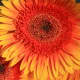 Beautiful colors and lines are exhibited by this image of a Gerbera Daisy.
