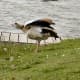 sticklebarn-tavern-birds
