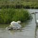 sticklebarn-tavern-birds