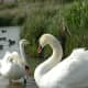 sticklebarn-tavern-birds