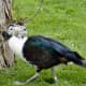 sticklebarn-tavern-birds