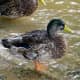 sticklebarn-tavern-birds