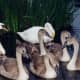 sticklebarn-tavern-birds