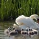 european-wildlife
