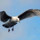 Seagull in flight on English coast