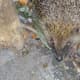 Hedgehogs