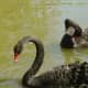 Black swan