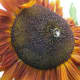 Bee on sun flower