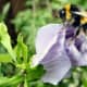 Bee on flower