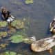 european-wildlife