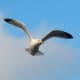 european-wildlife