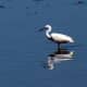 european-wildlife