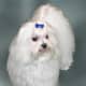 The Maltese dog breed standard calls for a pure white coat or one with slight flecks of lemon shading. 