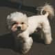 Maltese show dog with puppy clip or puppy cut coat. 