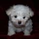 Maltese puppies are precious little bundles of fur. 