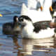 Cow was part of the large group of ducks previously mentioned in the module above. She passed away, possibly due to overbreeding, in May 2014.